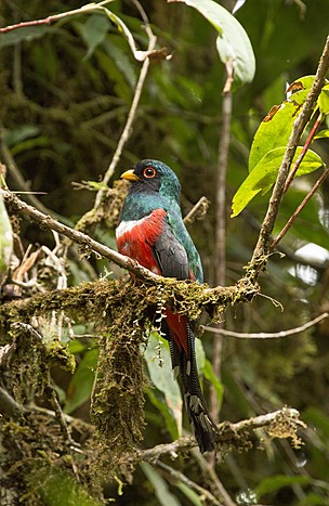 Birdwatching Tour at Boca Tapada