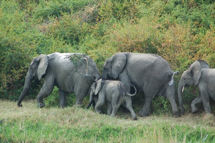 Half Day Game Drive in Queen Elizabeth National Park