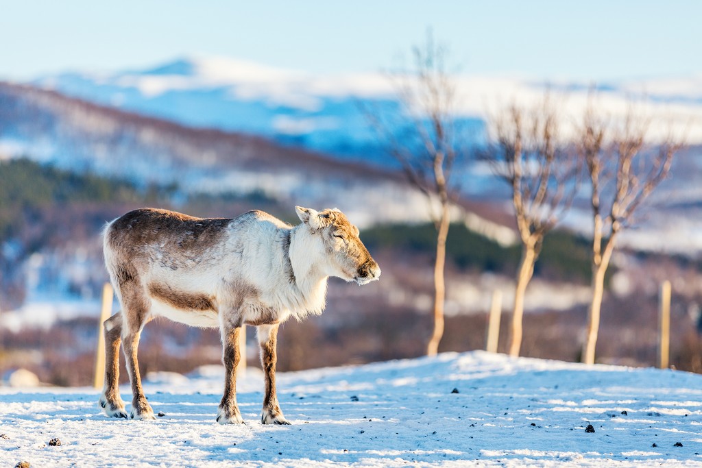A reindeer in Norway's wilderness