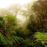 Santa Elena Cloud Forest Reserve Guided Hike