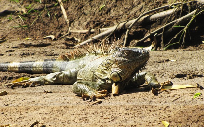 Rafting Sarapiquí River, Class II-III