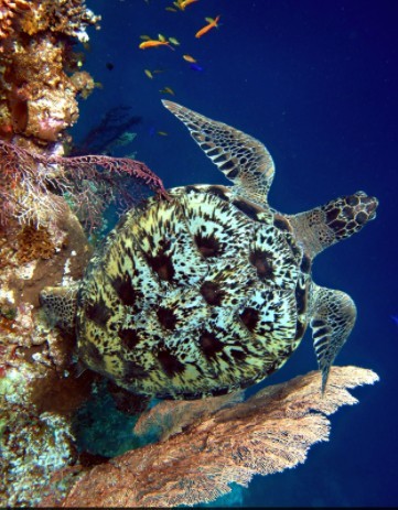 Diving in Balicasag Island (2 dives)