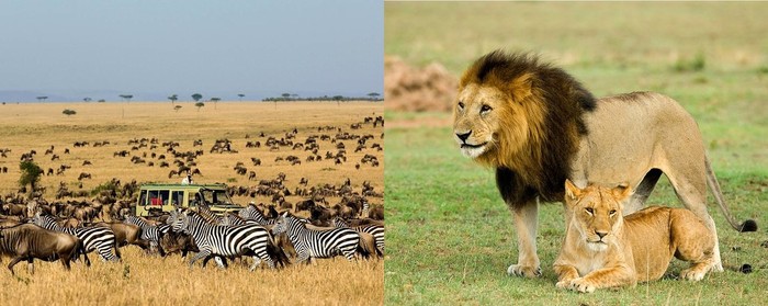 Serengeti National Park Game Drives..