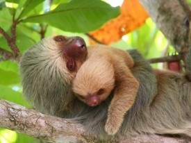 Selvatura Park: The Sloth Sanctuary