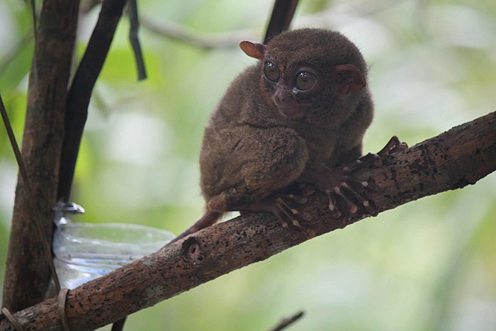 Full- Day  Chocolate Hills and Tarsiers Tour