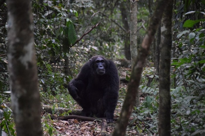 Half day Chimpanzee Trekking