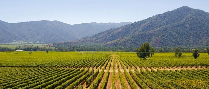 Colchagua Valley Wine Tour