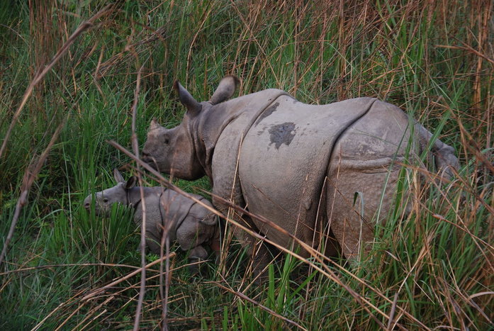 In Chitwan - Jungle and Village 