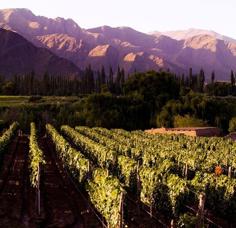 Visit to a Winery in Cafayate and return to Salta