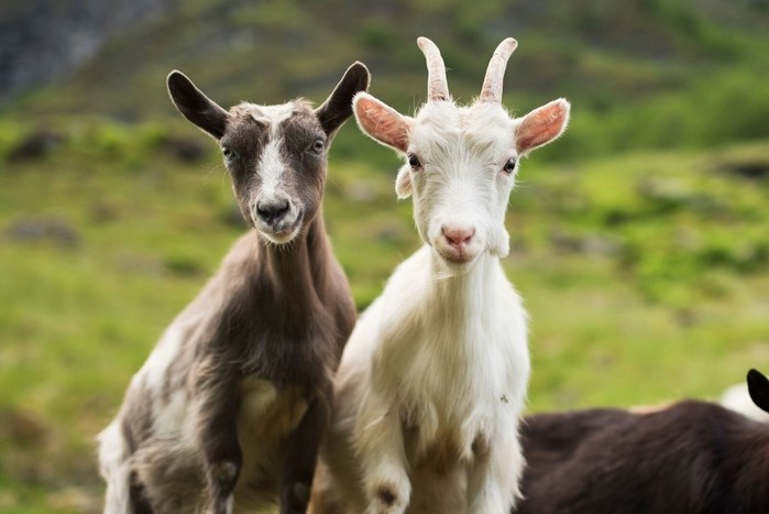 Experience Aurland with a Local Guide