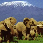 Elephants in Amboseli National Park