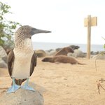 Blue Footed Boobie