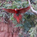 Observe bright macaws in Tambopata National Reserve, the biggest macaw clay lick in the world