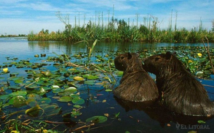 Esteros del Iberá