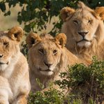 See lions in the wild in Tanzania