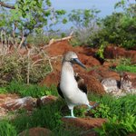 A blue-footed booby in the Galapagos