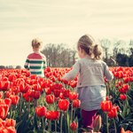 Children playing in the tulips