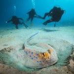Diving in the Galapagos
