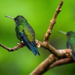 Colombia is home to several species of colorful hummingbirds 