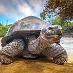 A giant Galápagos tortoise 